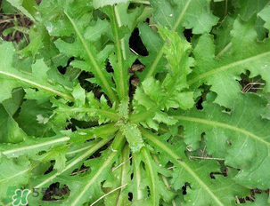 苦苦菜和蒲公英的區(qū)別 苦苦菜和蒲公英有什么區(qū)別？
