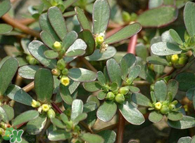 馬齒莧能治蕁麻疹嗎？馬齒莧可以治蕁麻疹嗎？