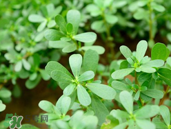 馬齒莧能治蕁麻疹嗎？馬齒莧可以治蕁麻疹嗎？