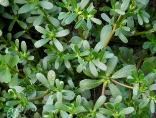 馬齒莧能治前列腺炎嗎？馬齒莧可以治前列腺炎嗎？