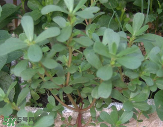 馬齒莧能治前列腺炎嗎？馬齒莧可以治前列腺炎嗎？