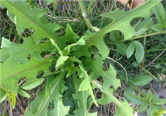 苦苦菜和蒲公英的區(qū)別 苦苦菜和蒲公英有什么區(qū)別？