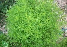 掃帚菜怎么吃？掃帚菜做法