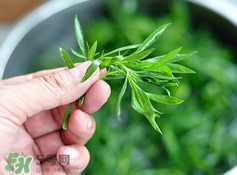 掃帚菜孕婦能吃嗎？孕婦可以吃掃帚菜嗎