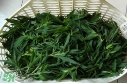 掃帚菜有什么功效？掃帚菜的功效與作用
