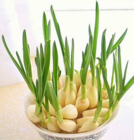 怎么種蒜苗？在家怎么種蒜苗