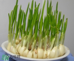 蒜苗屬于堿性食物嗎？蒜苗是酸性還是堿性