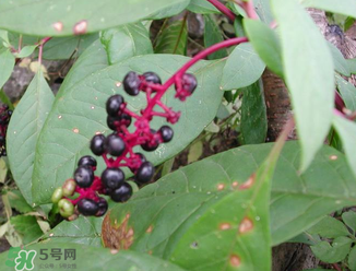 商陸可以吃嗎？商陸能不能吃？