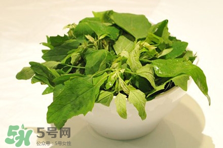 灰灰菜有什么功效？灰灰菜有什么營養(yǎng)價值