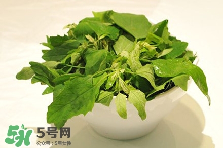 灰灰菜是什么樣子？灰灰菜圖片