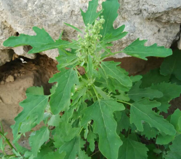 灰菜能生吃嗎？灰菜怎么做好吃