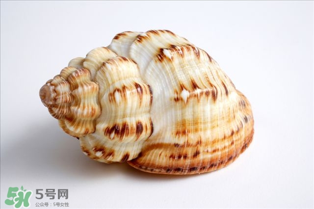 海螺的尾部能吃嗎？海螺的尾巴可以吃嗎
