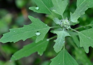 灰菜能生吃嗎？灰菜怎么做好吃