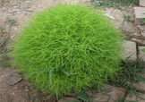 掃帚菜怎么吃？掃帚菜做法