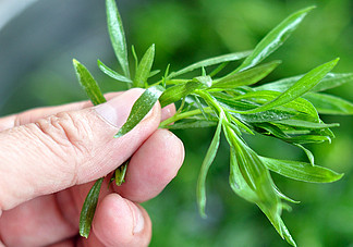 掃帚菜孕婦能吃嗎？孕婦可以吃掃帚菜嗎