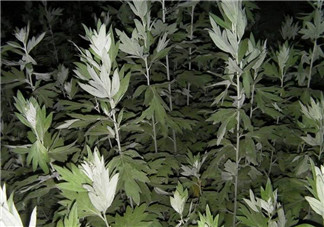 白蒿的食用禁忌 白蒿有什么食用禁忌？
