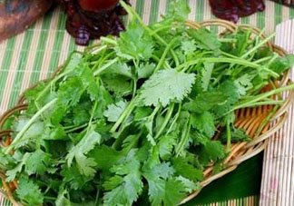 四月份可以種香菜嗎？四月份還能種香萊嗎？