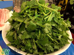 四月份可以種香菜嗎？四月份還能種香萊嗎？