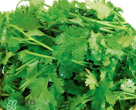 四月份可以種香菜嗎？四月份還能種香萊嗎？