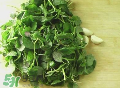 野莧菜能吃嗎？野莧菜圖片