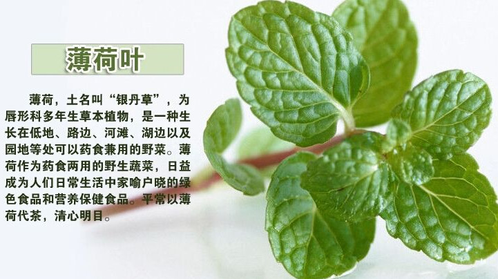 薄荷葉怎么吃？薄荷葉的吃法