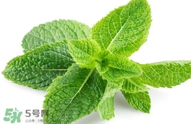 薄荷葉能生吃嗎？薄荷葉可以生吃嗎