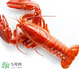 龍蝦怎么養(yǎng)不會(huì)死？大龍蝦怎么養(yǎng)不會(huì)死？