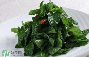 薄荷葉在哪兒買(mǎi)？新鮮的薄荷葉哪里買(mǎi)