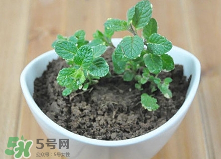 薄荷怎么養(yǎng)？薄荷怎么養(yǎng)才能爆盆