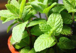 薄荷能放臥室嗎？薄荷能不能放臥室