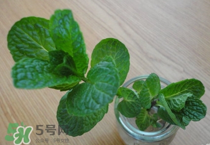 薄荷怎么養(yǎng)？薄荷怎么養(yǎng)才能爆盆