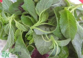 野莧菜能吃嗎？野莧菜圖片