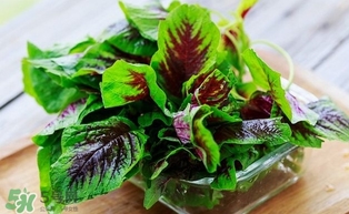 汗菜怎么摘？汗菜怎么擇