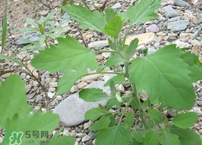 胃酸過(guò)多吃灰灰菜有好處嗎？胃酸過(guò)多能吃灰灰菜嗎