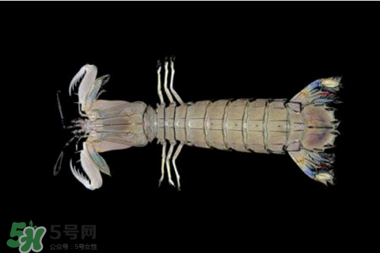 皮皮蝦有黃嗎？皮皮蝦什么時(shí)候有黃？