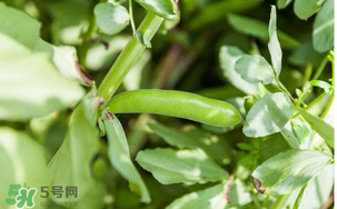 什么人不能吃蠶豆？吃蠶豆的禁忌人群