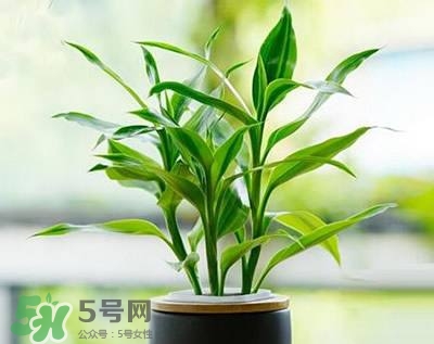 富貴竹可以和百合一起養(yǎng)嗎？富貴竹可以和什么花養(yǎng)？