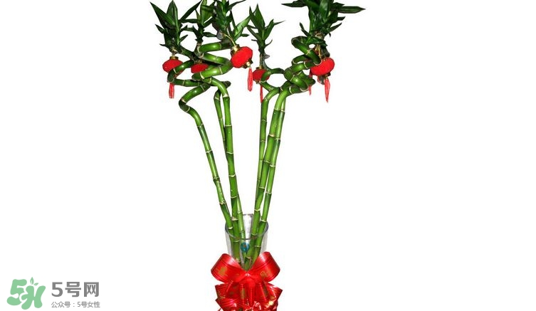 富貴竹可以和百合一起養(yǎng)嗎？富貴竹可以和什么花養(yǎng)？