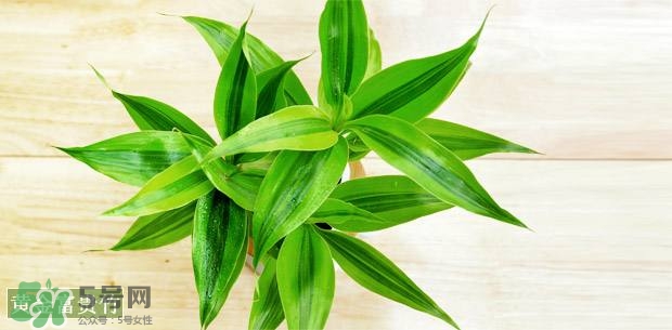 富貴竹可以和百合一起養(yǎng)嗎？富貴竹可以和什么花養(yǎng)？
