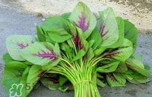 莧菜怎么種？莧菜如何種植