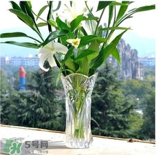富貴竹有幾個品種？富貴竹有種子嗎？
