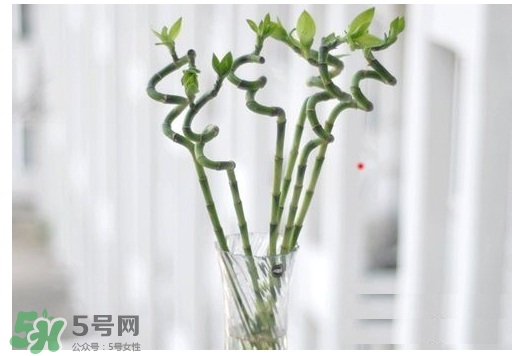 富貴竹葉子發(fā)黃怎么辦？富貴竹怎么養(yǎng)才能更旺盛？