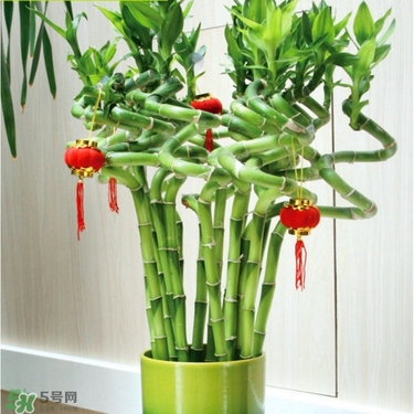 富貴竹有毒嗎？富貴竹有什么作用？