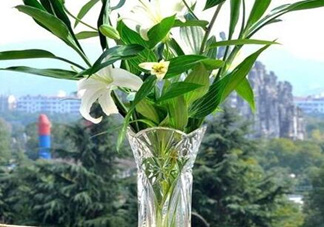 富貴竹有幾個(gè)品種？富貴竹有種子嗎？