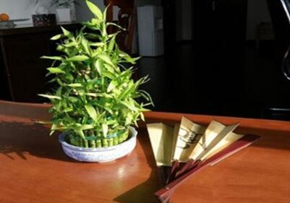 富貴竹葉子發(fā)黃怎么辦？富貴竹怎么養(yǎng)才能更旺盛？