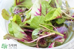 莧菜怎么洗？莧菜怎么擇