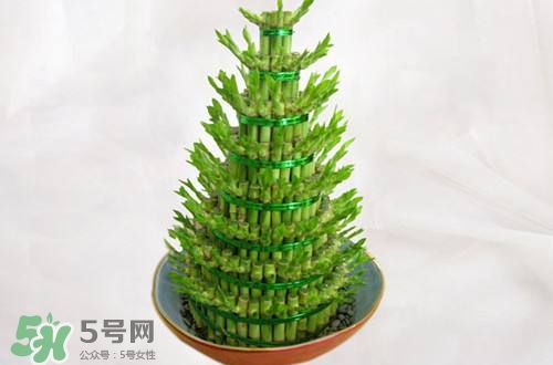 富貴竹可以和百合一起養(yǎng)嗎？富貴竹可以和什么花養(yǎng)？