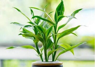 富貴竹可以和百合一起養(yǎng)嗎？富貴竹可以和什么花養(yǎng)？