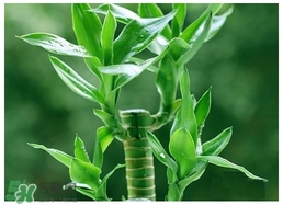 富貴竹葉子發(fā)黃怎么辦？富貴竹怎么養(yǎng)才能更旺盛？