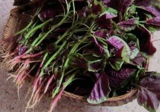 汗菜是發(fā)物嗎？汗菜是不是發(fā)物嗎